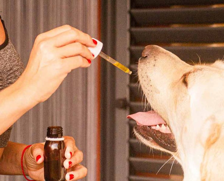 CBD oil for dogs with cancer