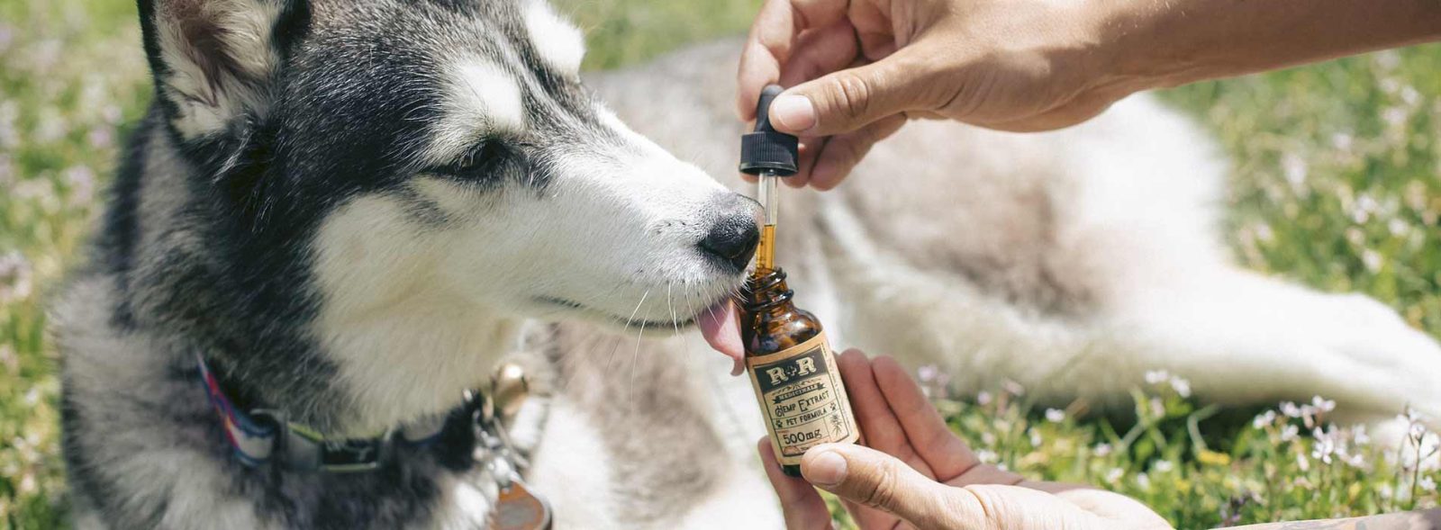 best cbd for dog anxiety
