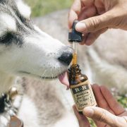 best cbd for dog anxiety