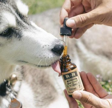 best cbd for dog anxiety