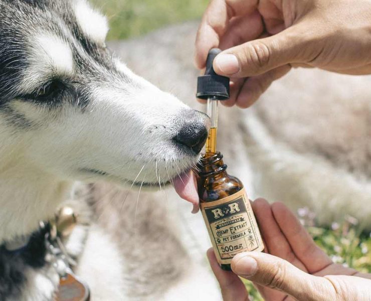best cbd for dog anxiety