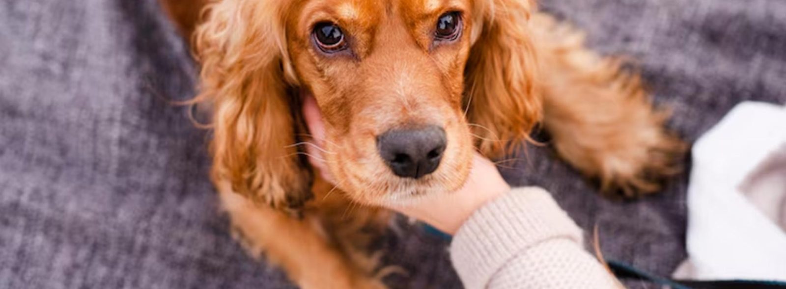 best cbd oil for dogs with arthritis