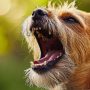 cbd for dogs aggression