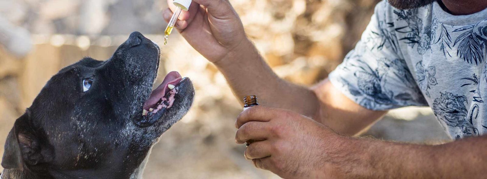 hemp oil for dogs