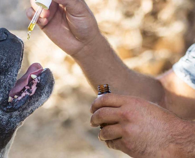 hemp oil for dogs