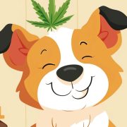 how long does CBD stay in dogs system