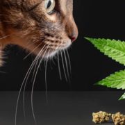 cat cbd oil