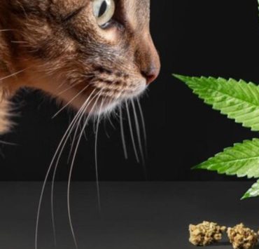 cat cbd oil
