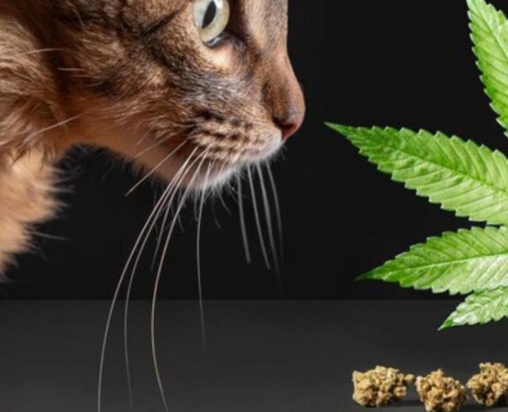 cat cbd oil