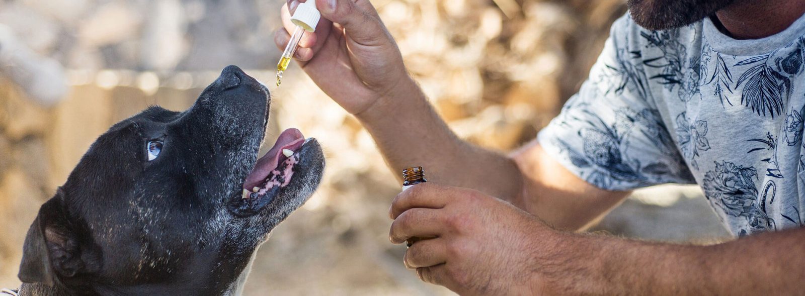 cbd oil for aggressive dogs