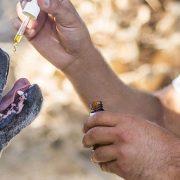 cbd oil for aggressive dogs