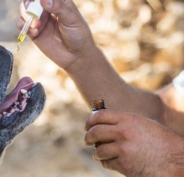 cbd oil for aggressive dogs