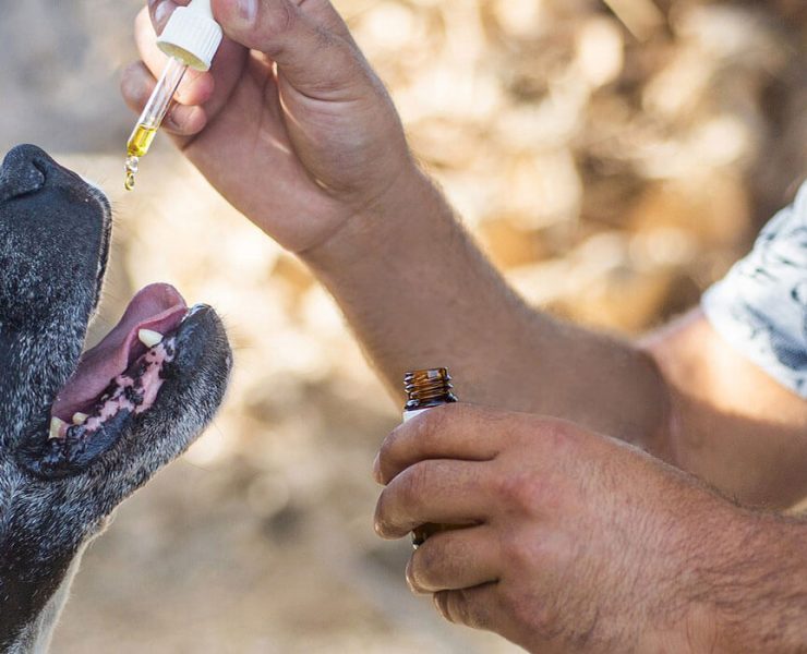 cbd oil for aggressive dogs