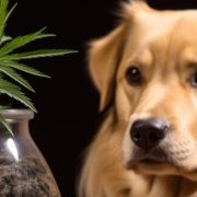 dog ate edibles