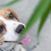 how much thc is safe for dogs