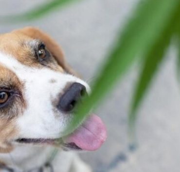 how much thc is safe for dogs