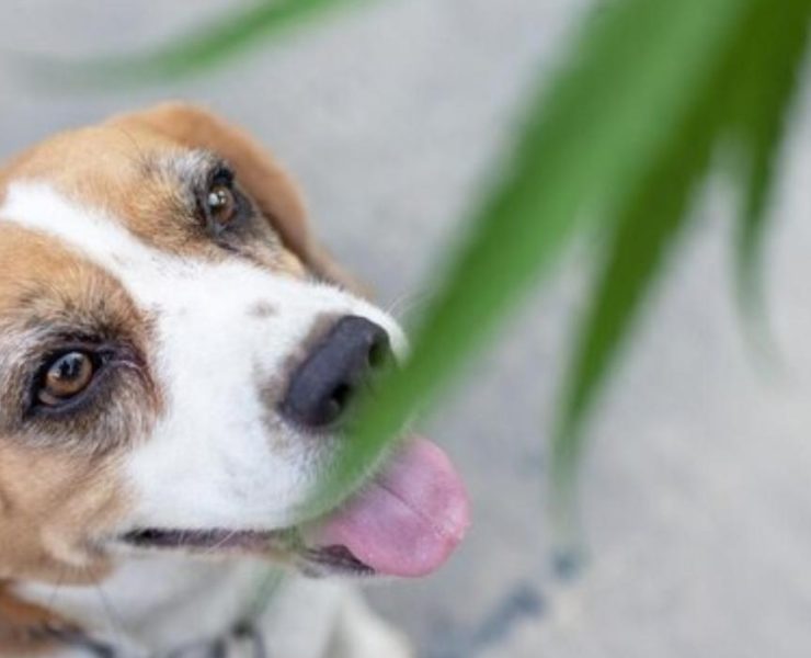 How Much Thc Is Ok For Dogs CBDMagazine: The Latest CBD News, Guides & Reviews