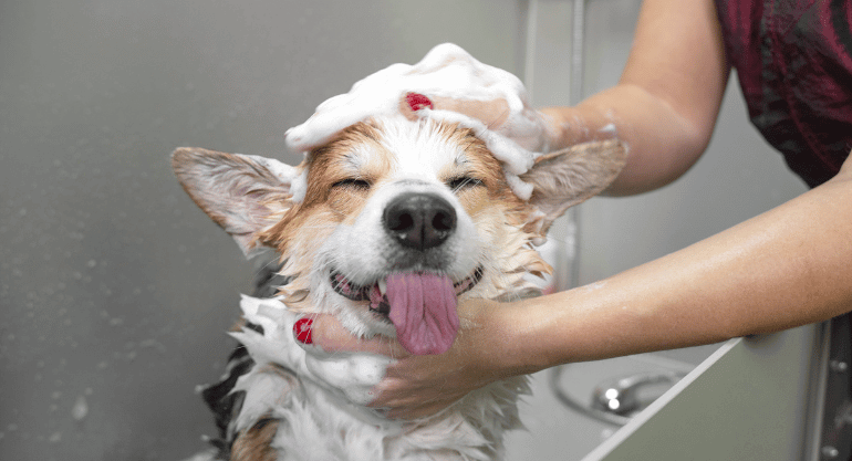 CBD Dog Shampoos Make A Great Bath Time Experience