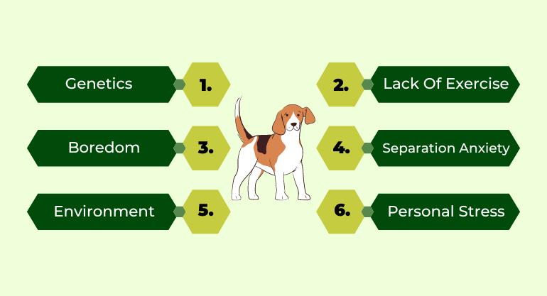 Causes Of Hyperactivity In Dogs