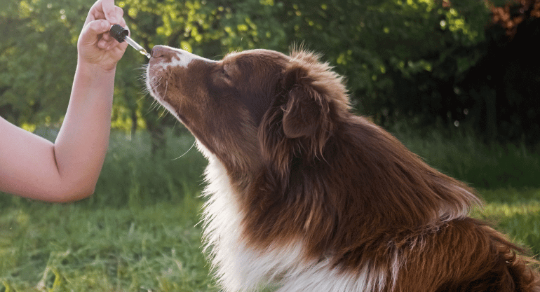 How To Give CBD Oil To Your Dog The Best Possible Ways