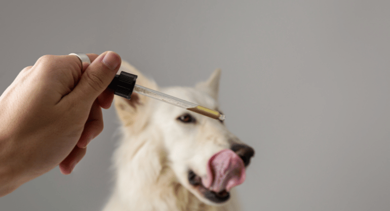 How To Purchase CBD Products For Dogs