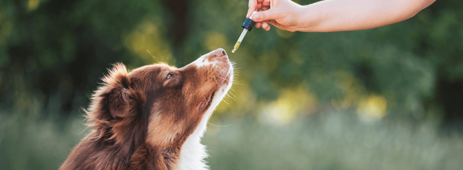 how to give cbd oil to dogs