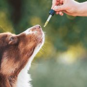 how to give cbd oil to dogs