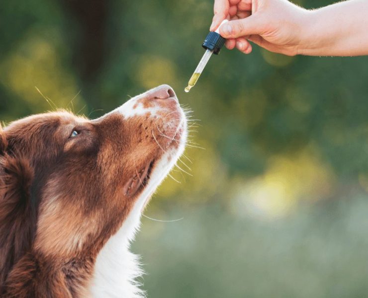 how to give cbd oil to dogs