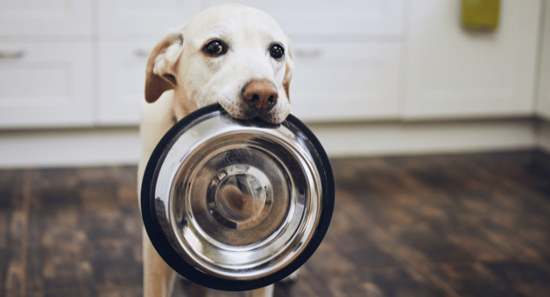 Can CBD Help With Appetite Issues In Dogs