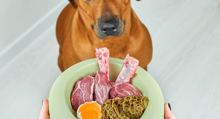 What Are Some Ways To Feed A Dog When It Is Not Eating