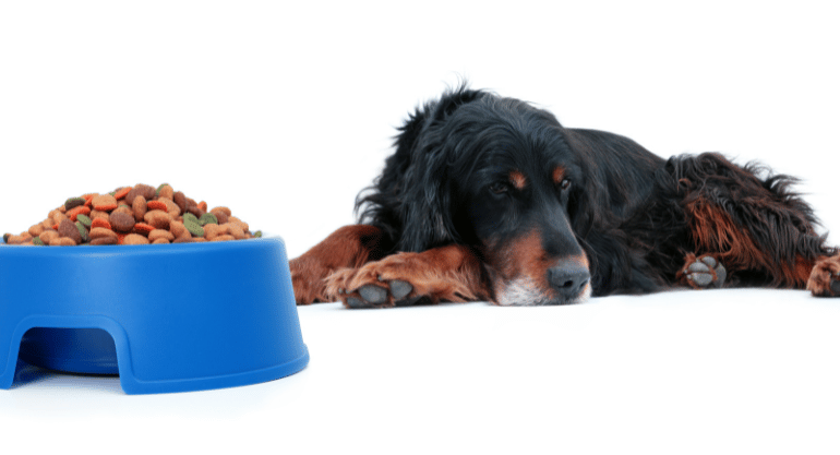What Are The Most Common Reasons Behind Dogs Losing Their Appetite