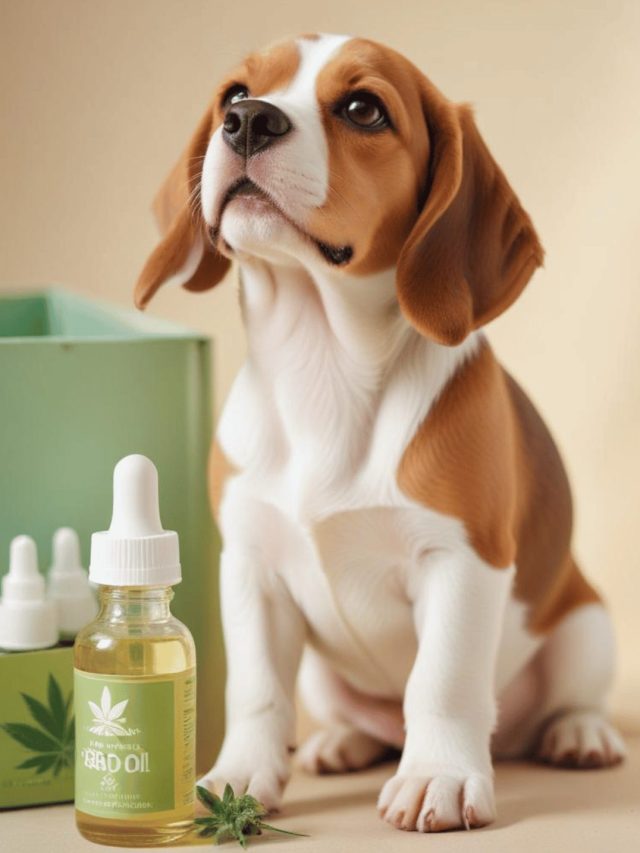 CBD is beneficial for small puppies. But how? Let’s find out!