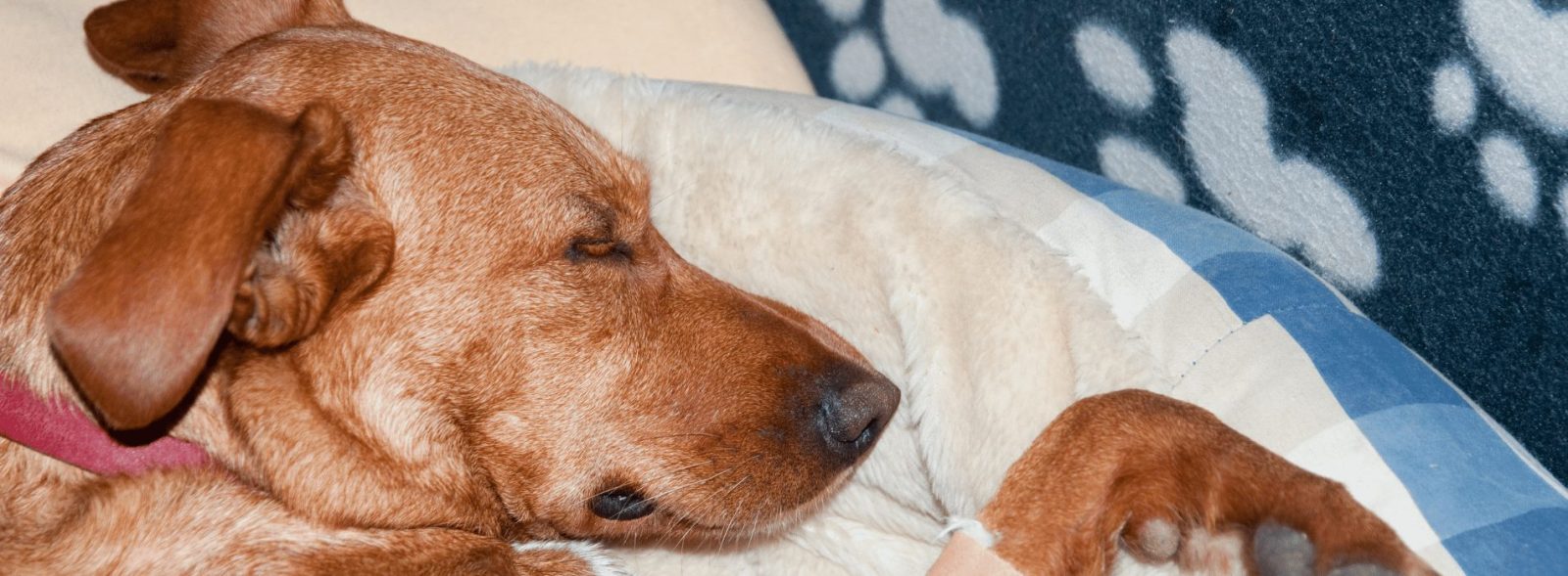 how long can a dog go without eating