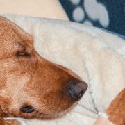 how long can a dog go without eating