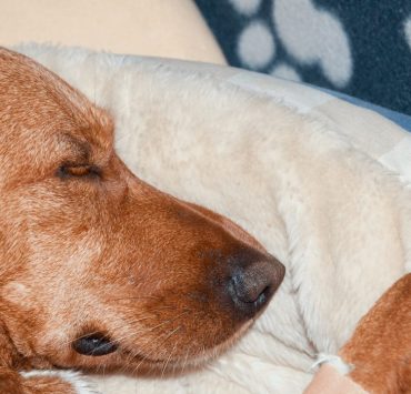 how long can a dog go without eating