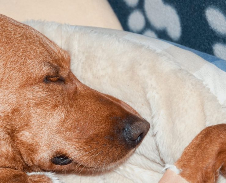 how long can a dog go without eating