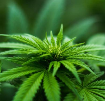 Cannabis for Beginners