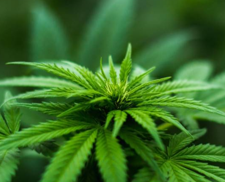 Cannabis for Beginners