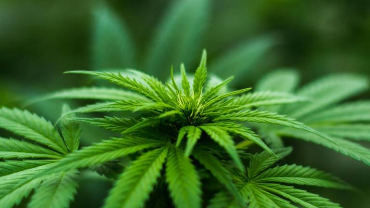 Cannabis for Beginners